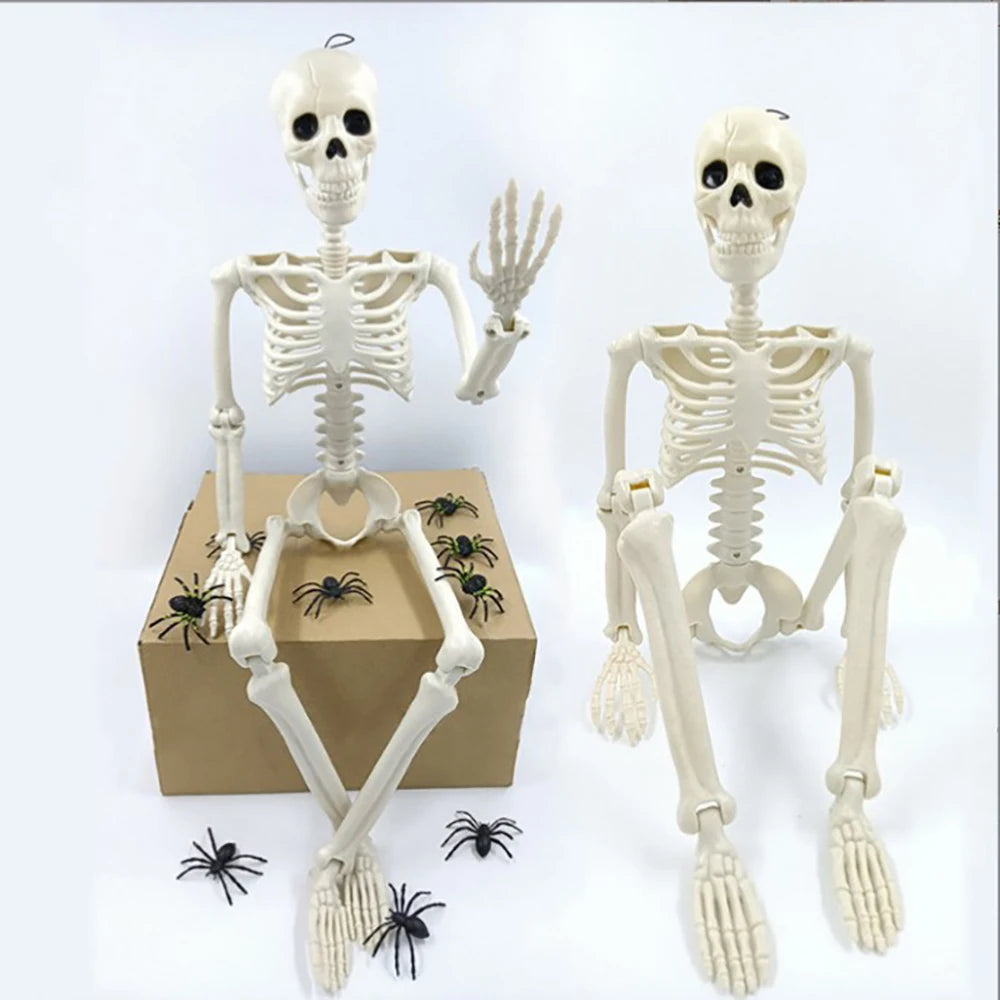 Posable Plastic Human Skeleton