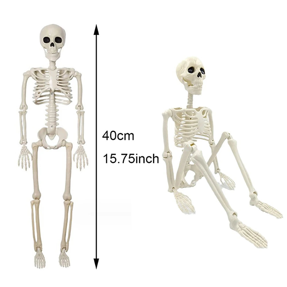 Posable Plastic Human Skeleton